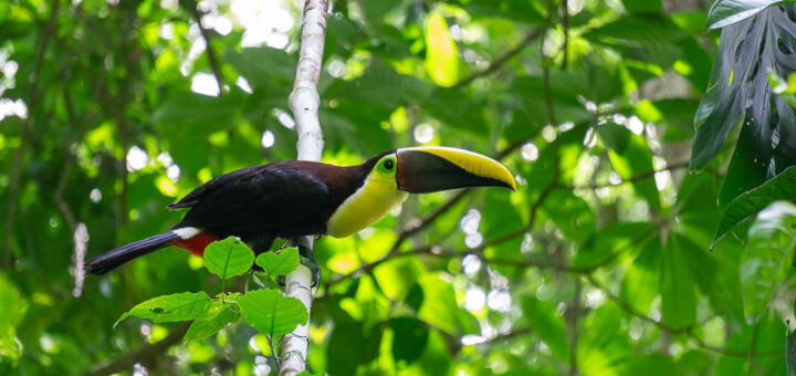 Tarcoles, Costa Rica