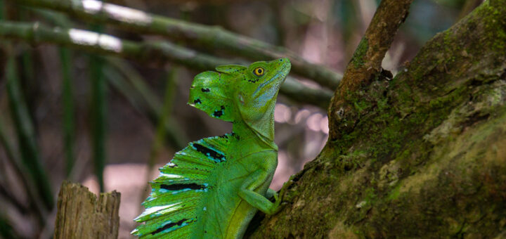 Parque Cahuita, Costa Rica