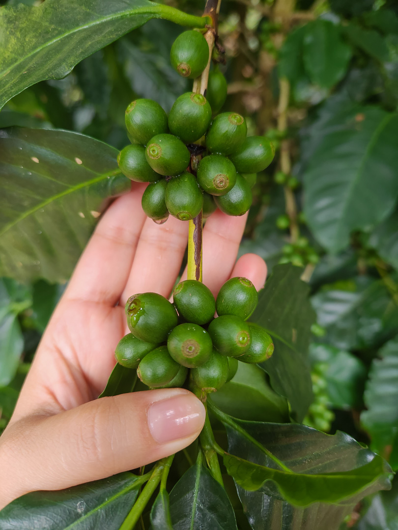 Fazenda Ninho da águia, Caparaó