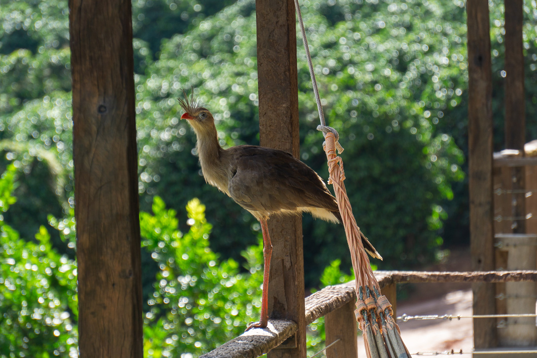 Pousada Café da Mata