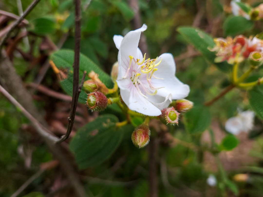 Flores trilha Cachoeira da Farofa