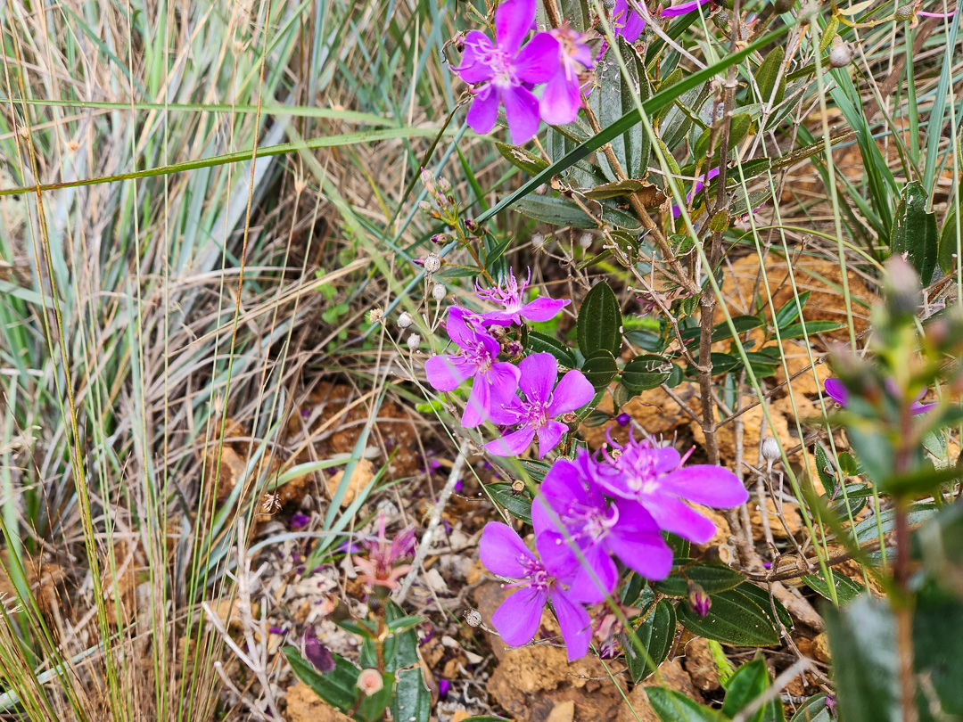Flores trilha Cachoeira da Farofa
