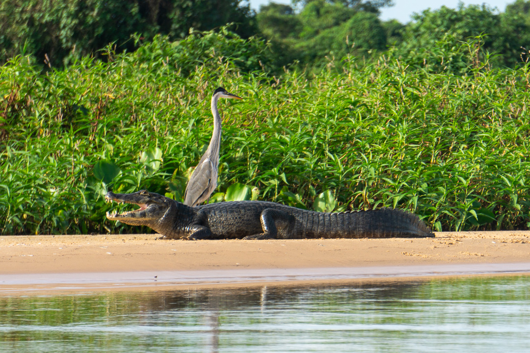Garça e jacaré no Pantanal