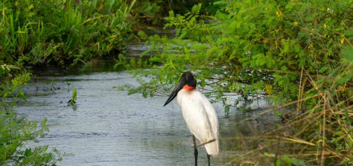 Tuiuiu no Pantanal norte