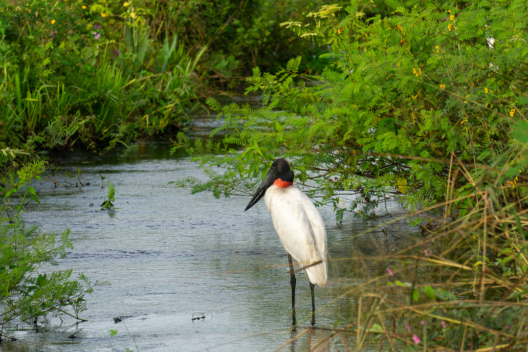 Tuiuiu no Pantanal norte