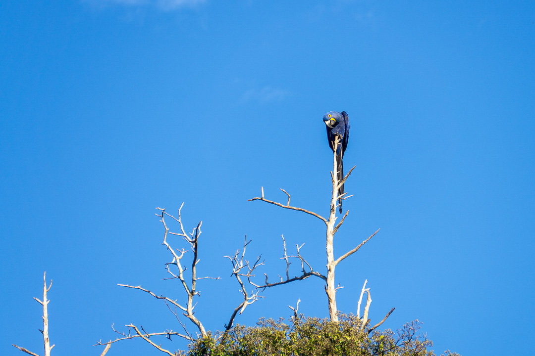 Arara Azul no Pantanal
