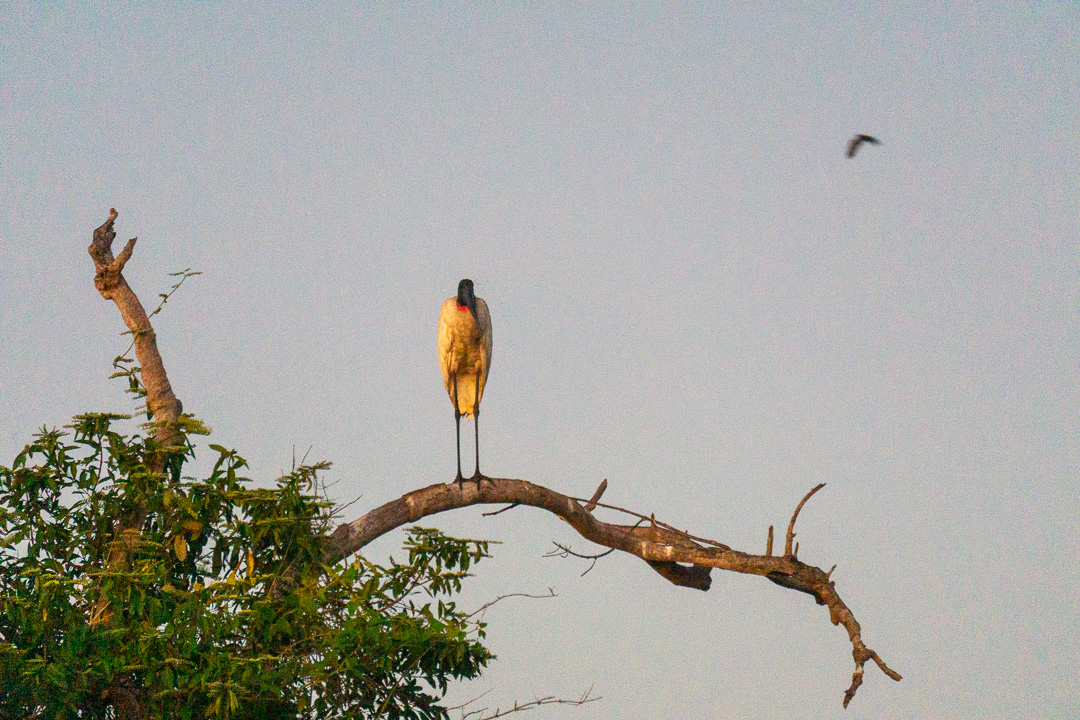 Tuiuiu  no Pantanal norte