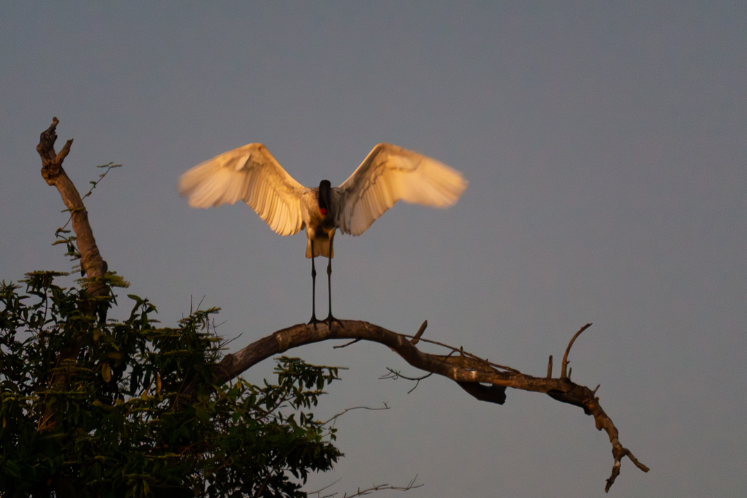 Tuiuiu  no Pantanal norte