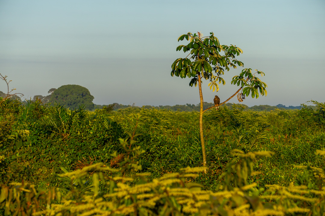 Gavião no Pantanal