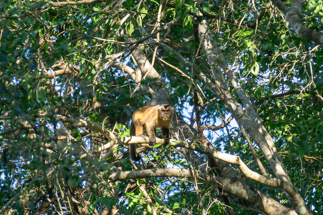 Macaco no Pantanal