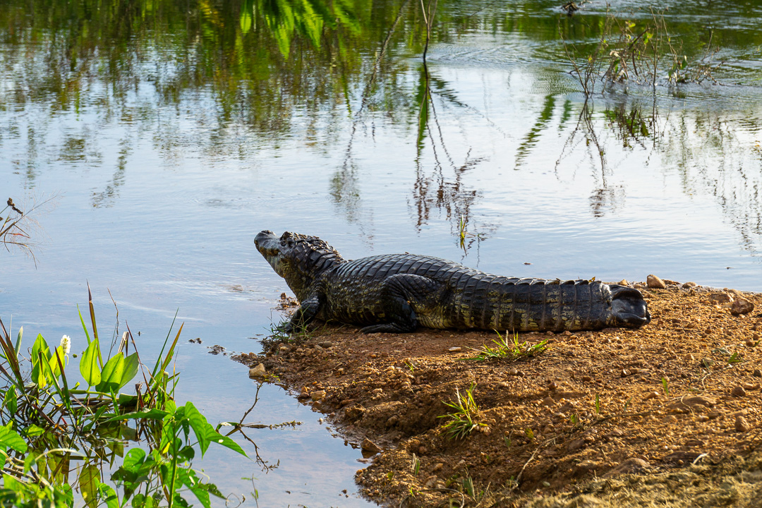 Paisagens na Transpantaneira
