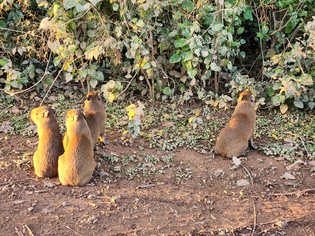 Capivaras na Transpantaneira