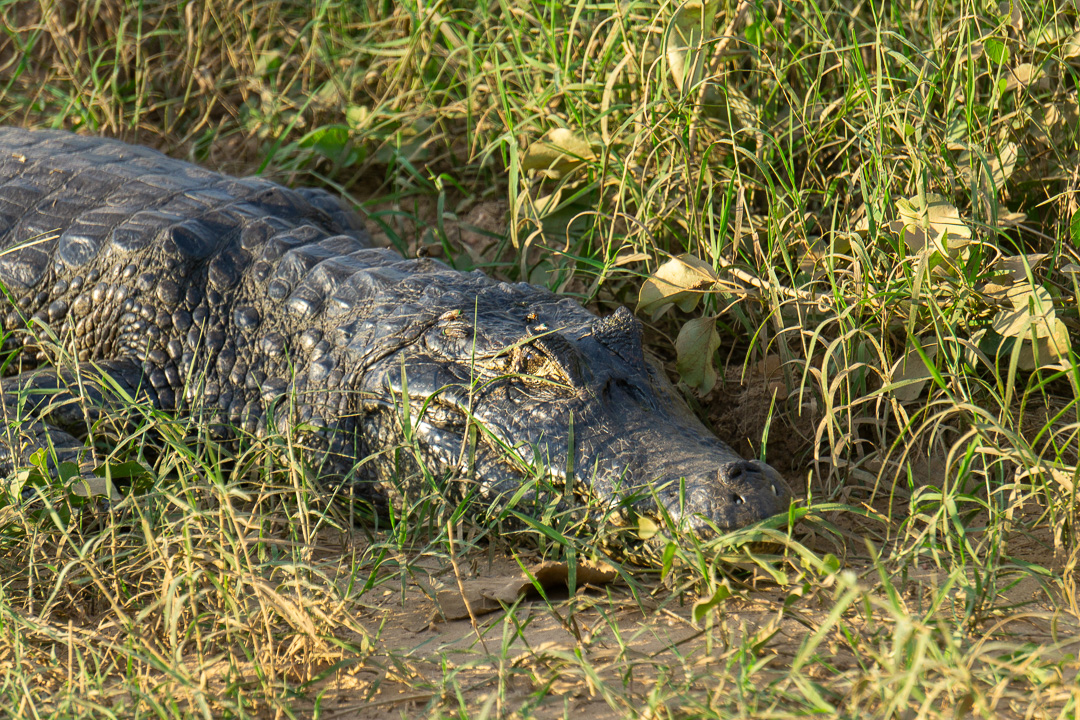 Jacaré na Transpantaneira