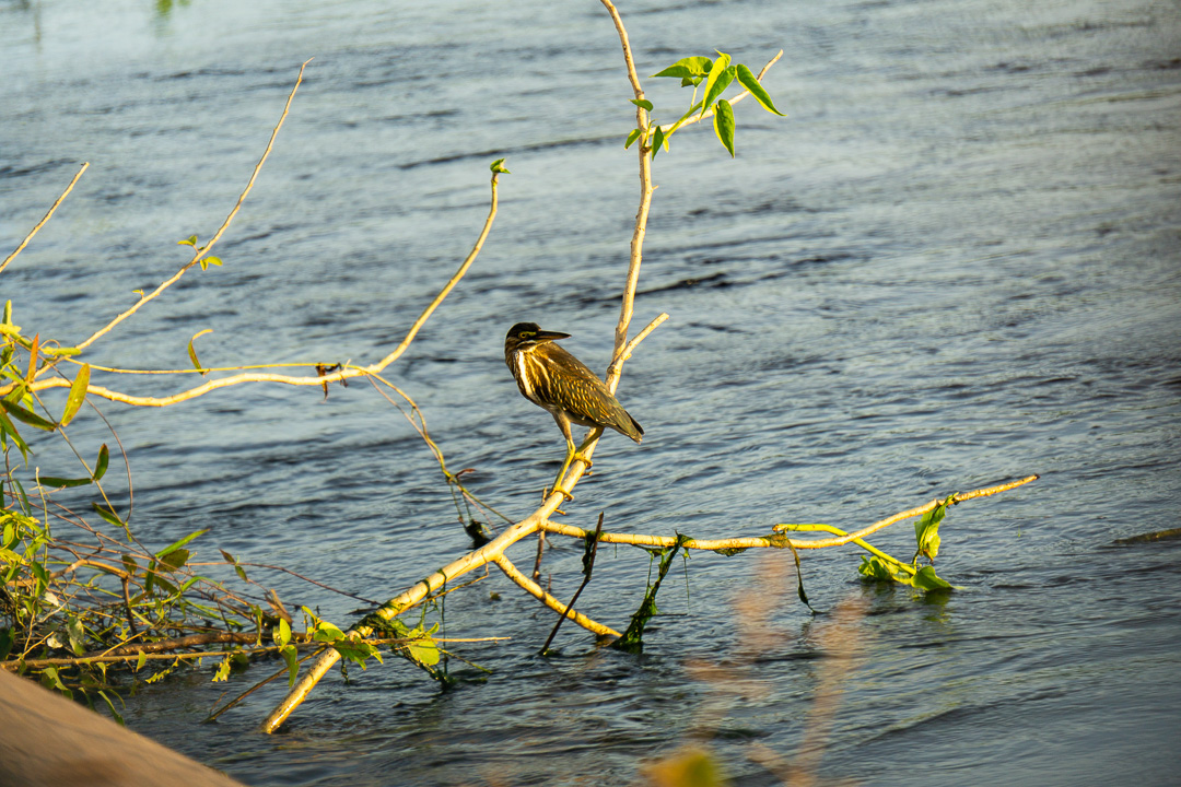Paisagens na Transpantaneira