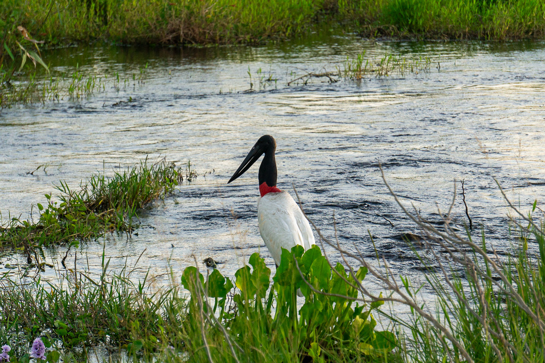 Tuiuiu na Transpantaneira