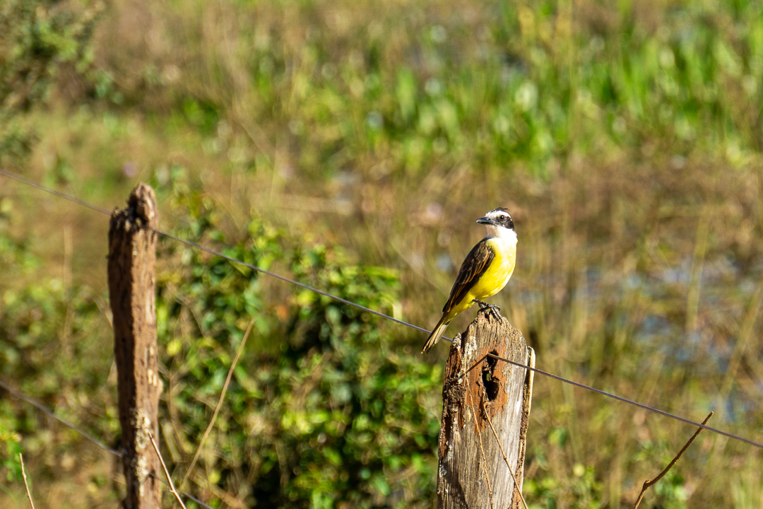 Pássaro pousado em uma cerca