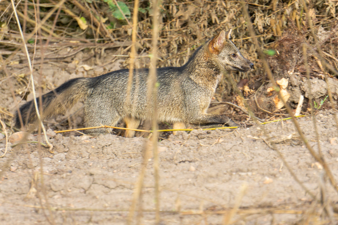 Lobeto na Transpantaneira