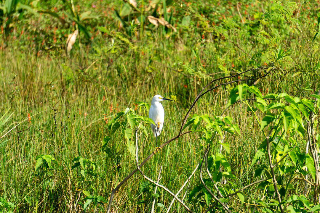 Garça no Pantanal