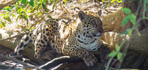 Onça pintada Pantanal