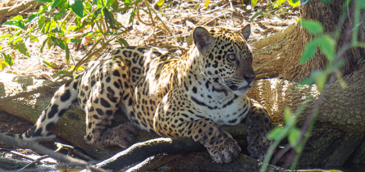 Onça pintada Pantanal