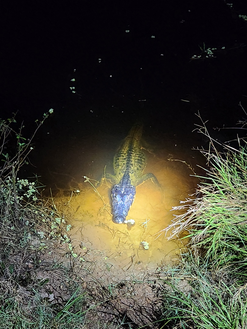 Safari na Transpantaneira