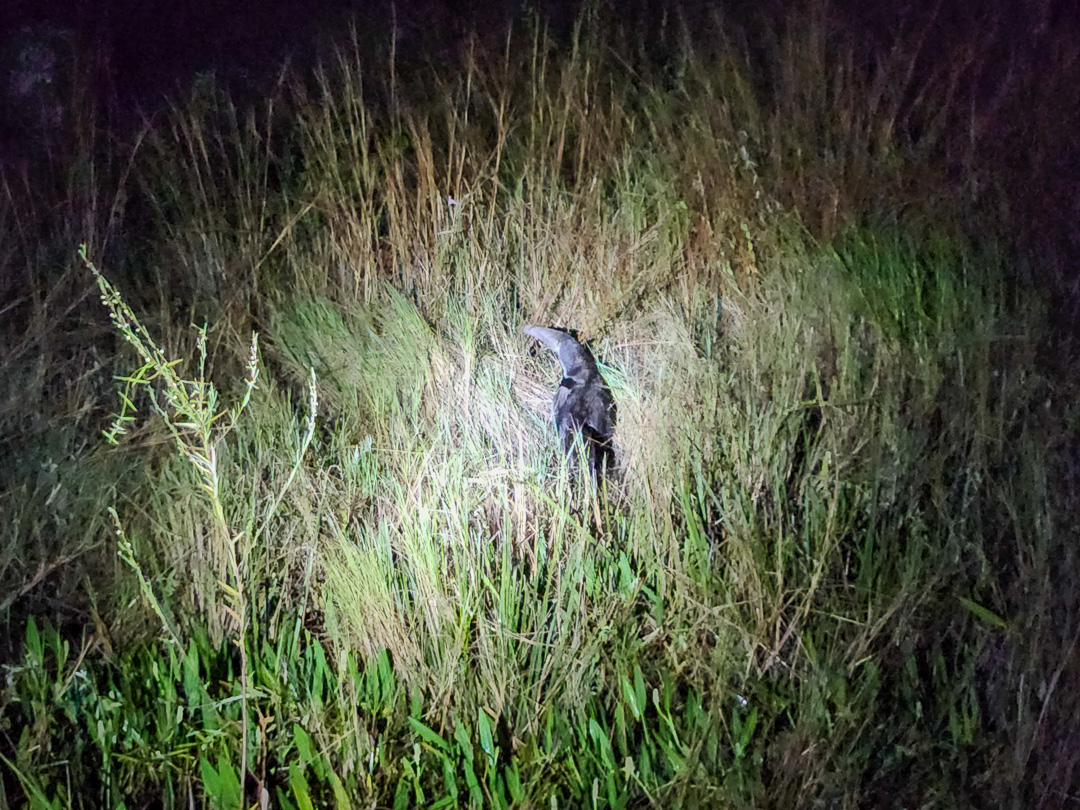 Safari na Transpantaneira