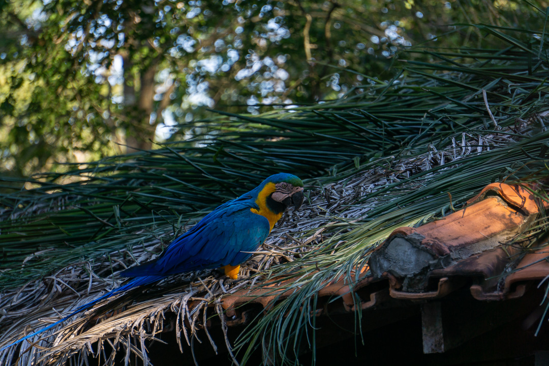 Arara Canindé na Aymara Lodge