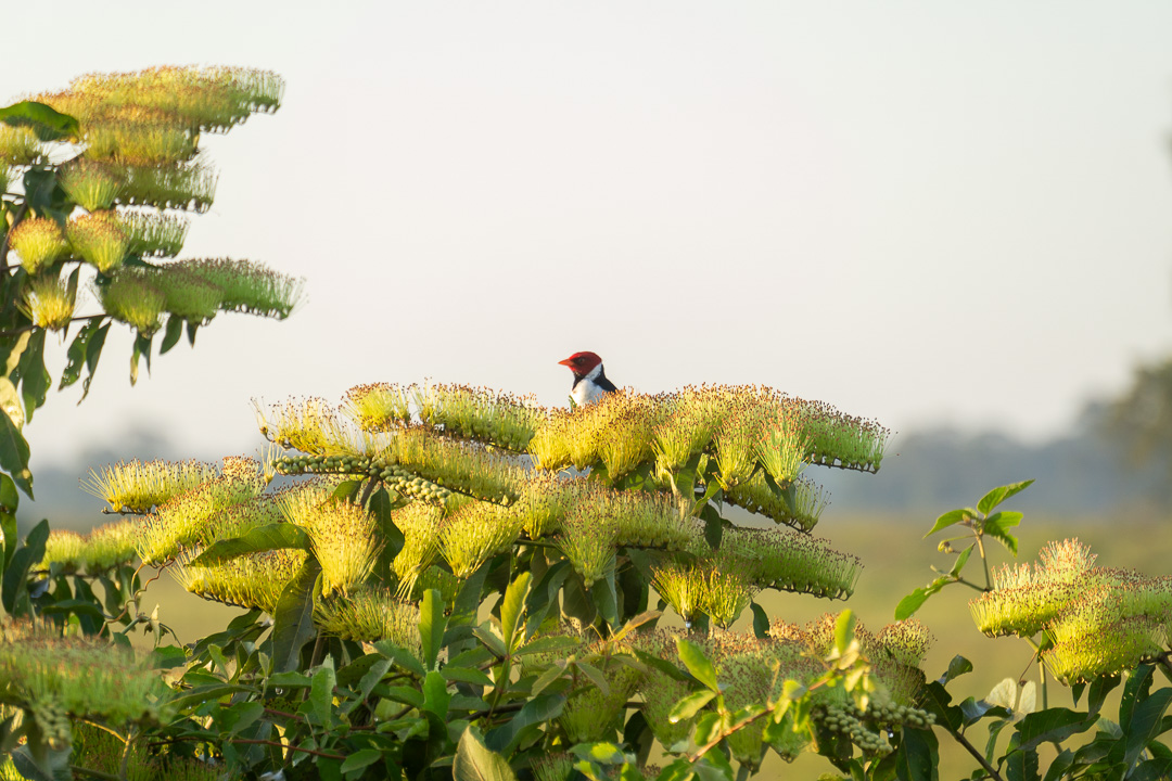 Pássaros no Pantanal