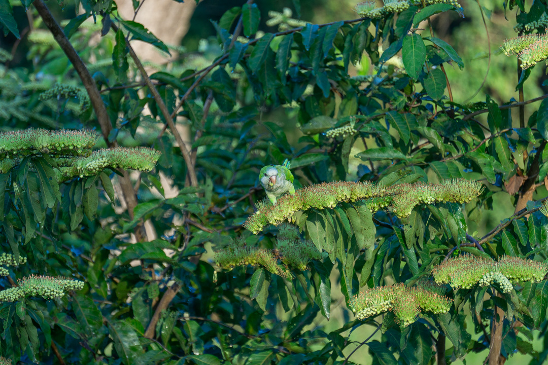 Pássaros no Pantanal
