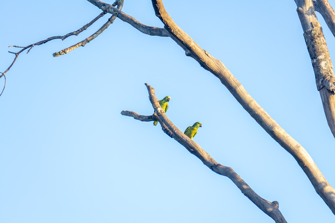 Pássaros no Pantanal