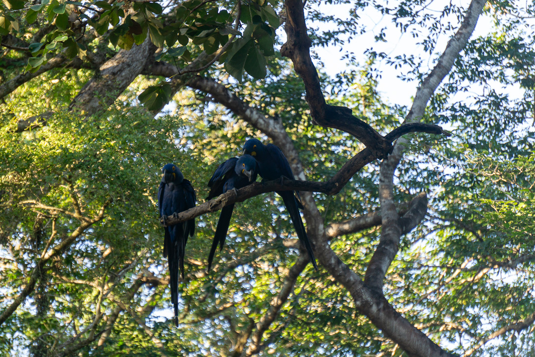 Arara Azul na Aymara Lodge