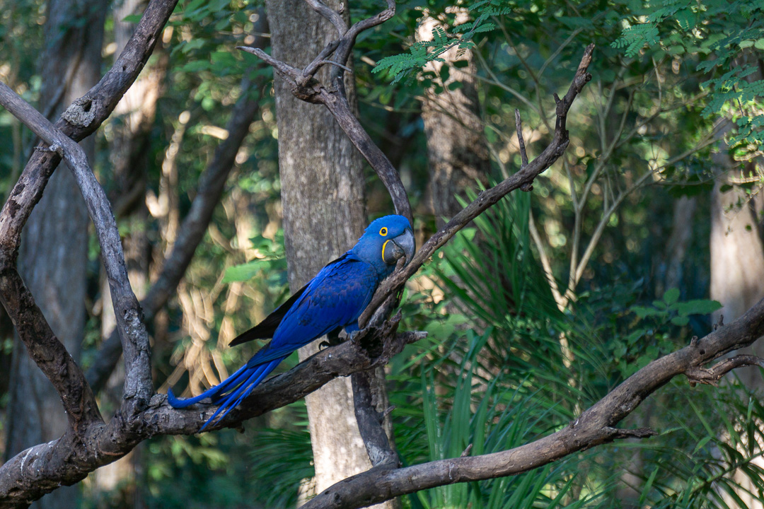 Arara Azul na Aymara Lodge