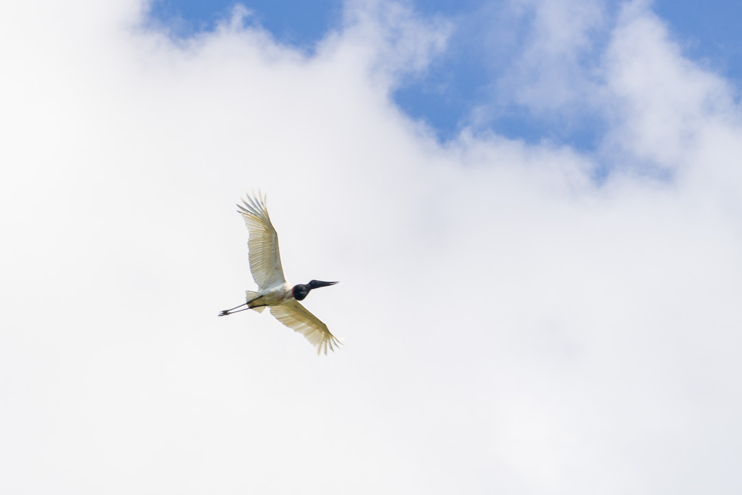 Tuiuiú no Pantanal Norte
