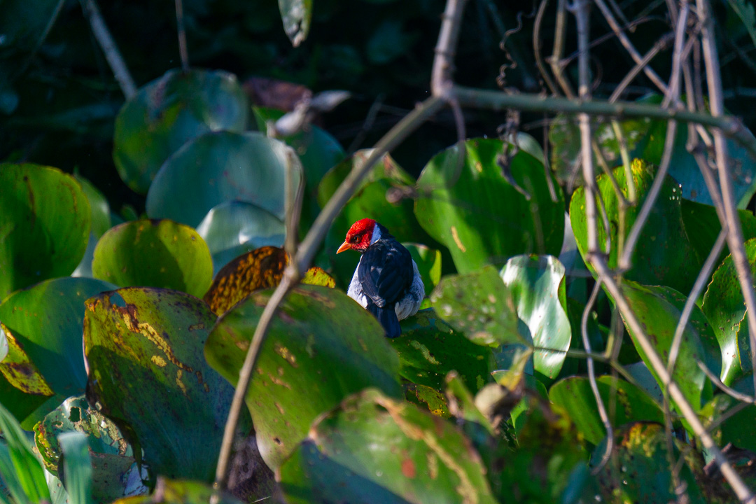 Cardeal no Pantanal