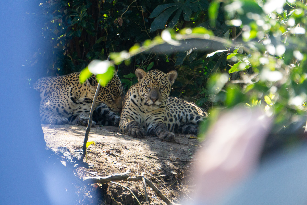 Onça Pintada em Porto Jofre