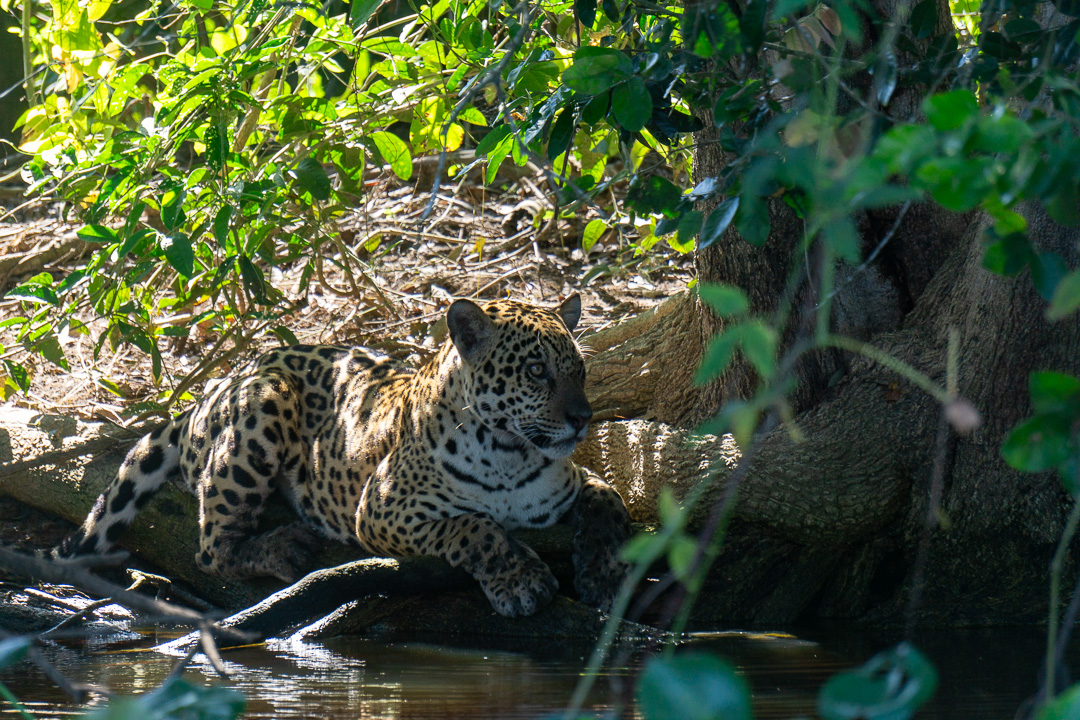 Onça Pintada em Porto Jofre