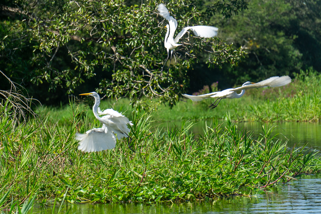 Pássaros em riachos do Pantanal