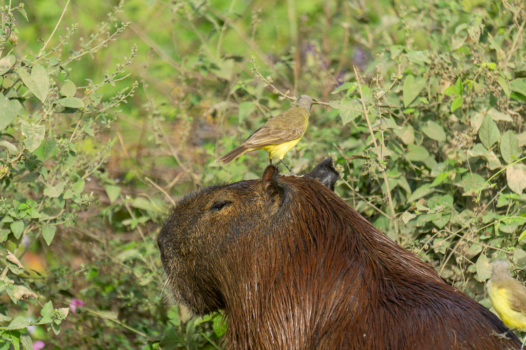 Capivara no Pantanal