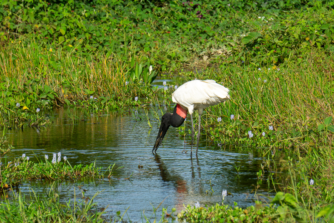 Tuiuiú no Pantanal Norte