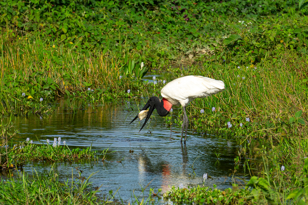 Tuiuiú no Pantanal Norte