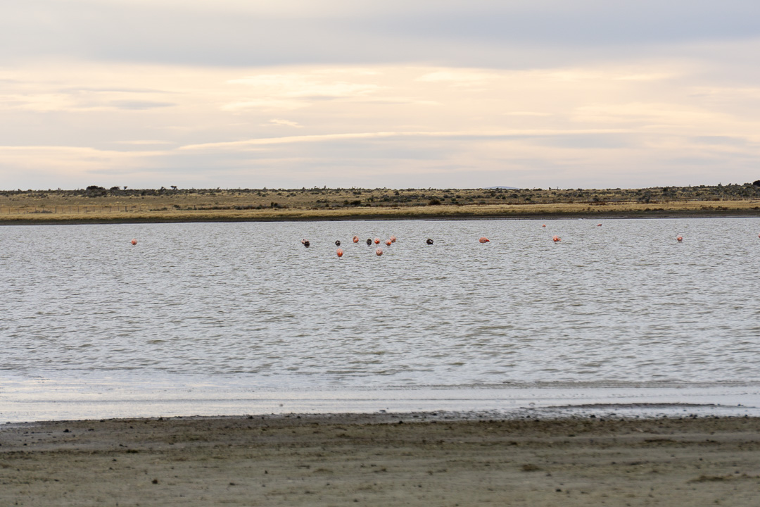 Flamingos em Punta Arenas
