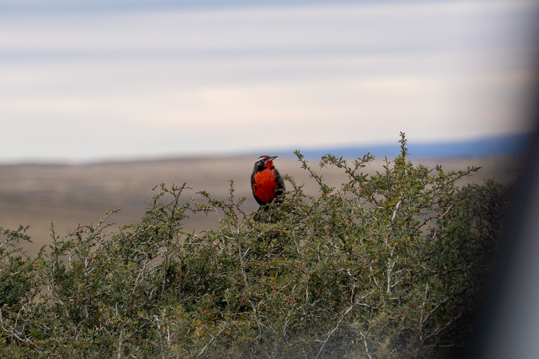 Pássaro em arbusto, Torres del Paine