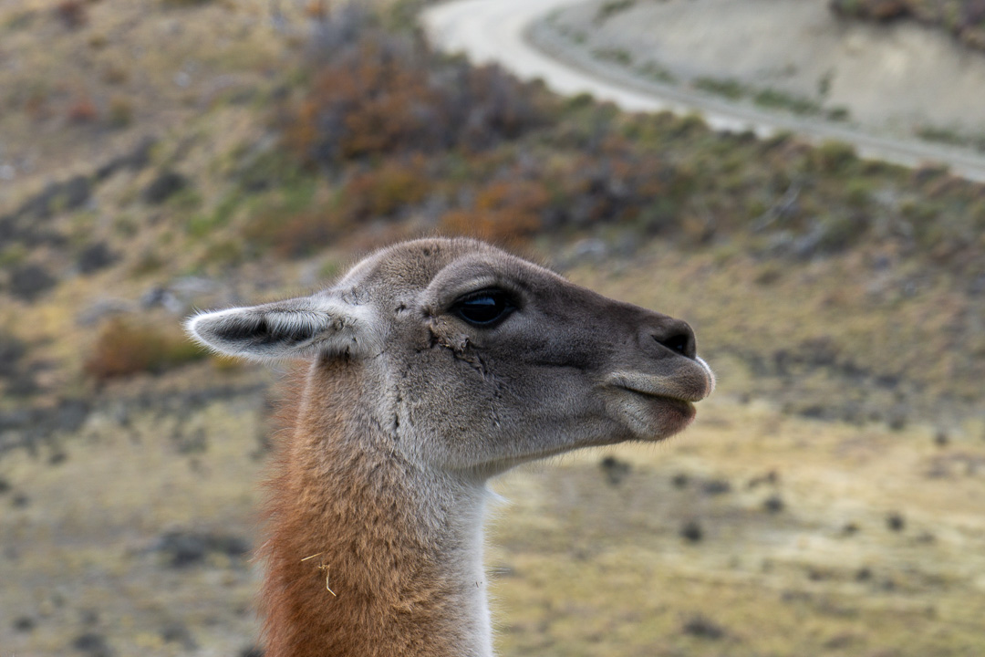 Guanaco em Torres del paine