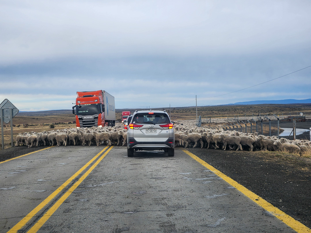 Ovelhas na Patagônia Chilena