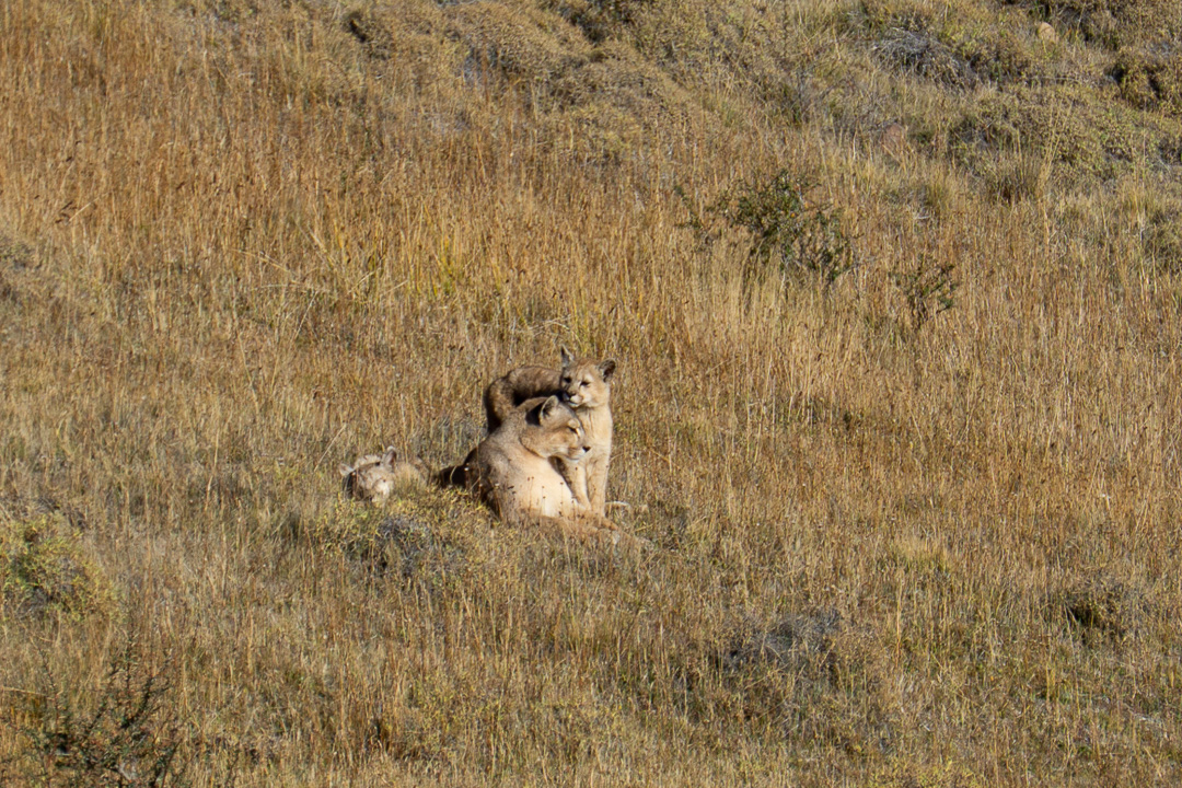 Pumas em Torres del paine