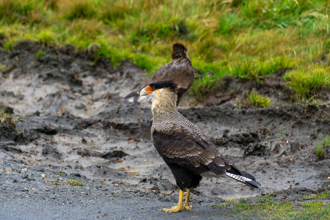 Avistamento durante passeio de carro pelo parque Torres del Paine