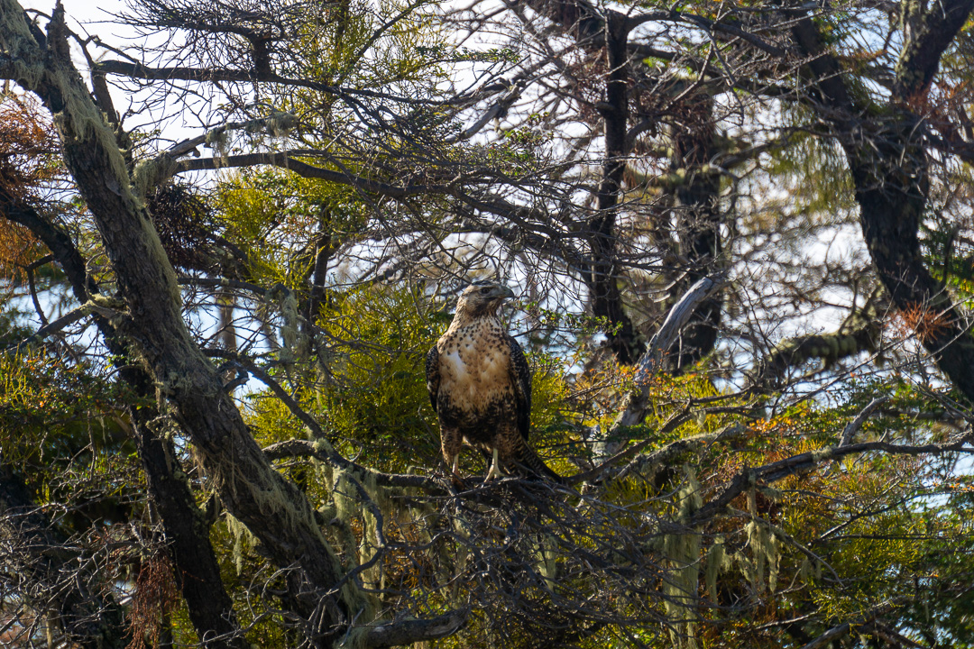 Águia na Patagônia Chilena