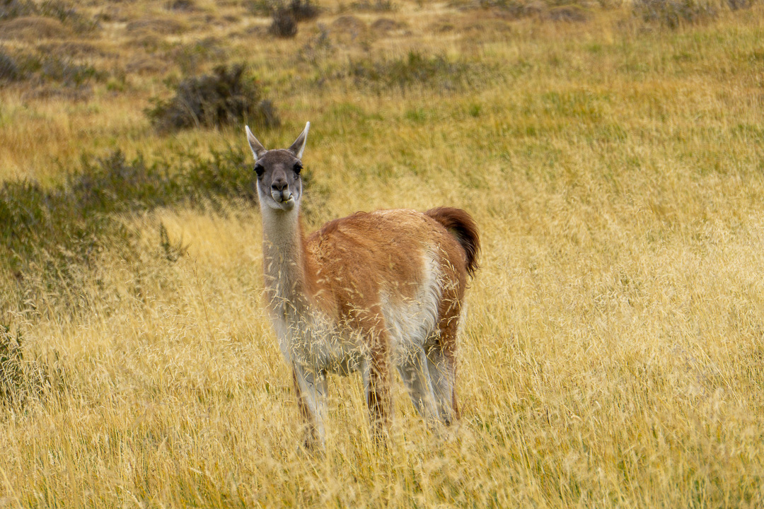 Guanaco, Puerto Natales