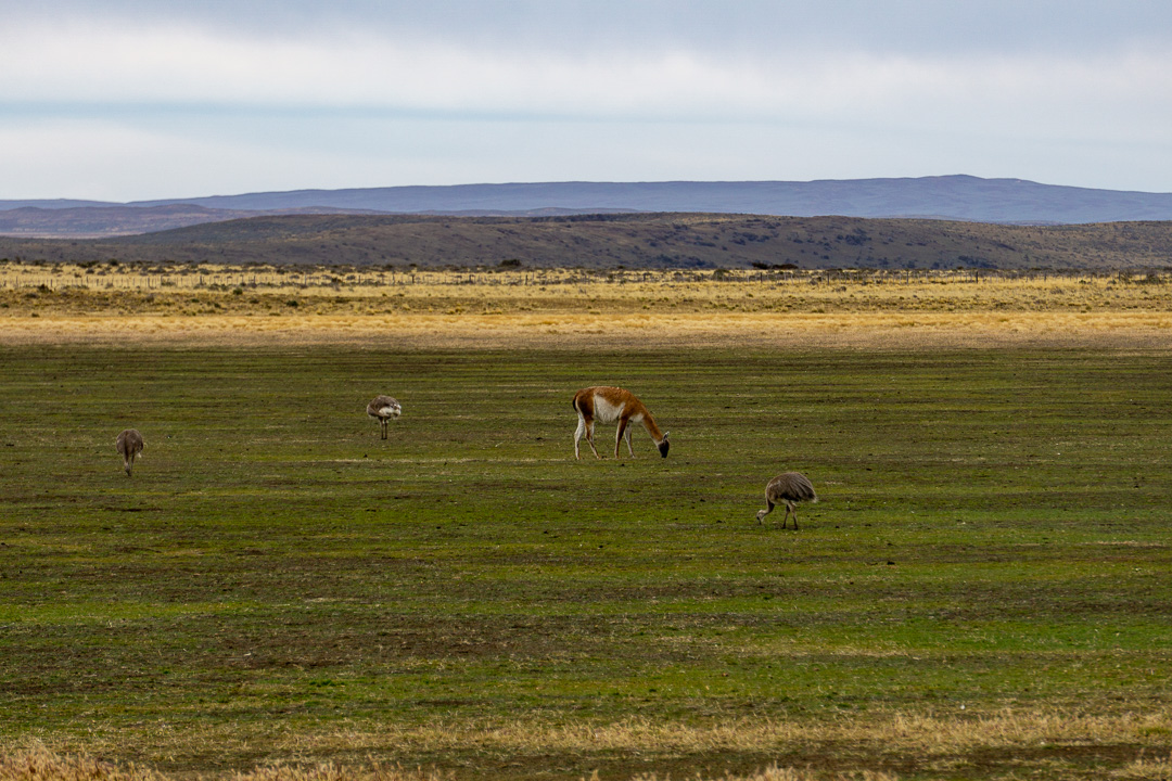 Estrada para Punta Arenas